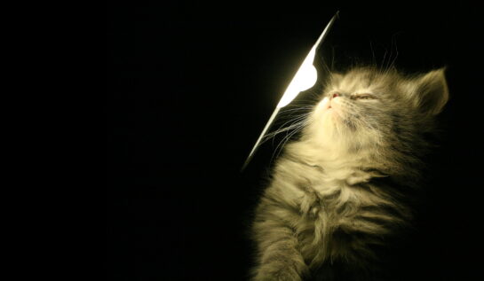 Ți-e lene să te ridici să stingi lumina? Ia-ți o pisică!