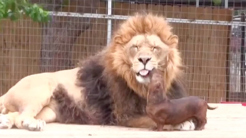 Imagini senzaţionale! Un leu este pupat de un căţel!