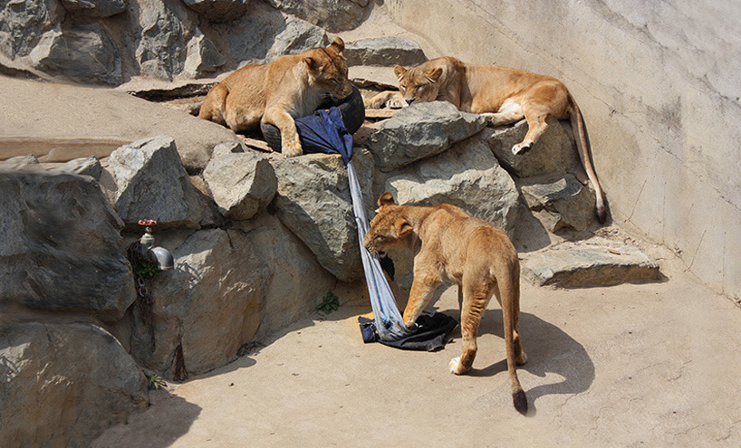 VIDEO OMG!!! Tu ai purta o pereche de blugi făcută de lei, tigri şi urşi?