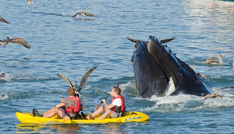 VIDEO IMPRESIONANT! Cu caiacul printre balene