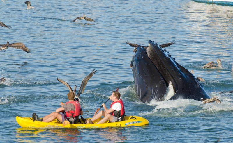 VIDEO IMPRESIONANT! Cu caiacul printre balene