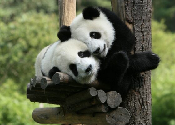 Uite cât de adorabil cad aceşti panda!