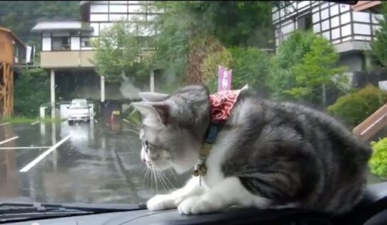 Cea mai haioasă pisică! Vezi aici cum se „luptă” cu ştergătoarele de la maşină!