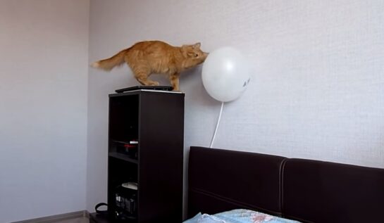 VIDEO LOL | Pisica asta a aflat de ce nu e bine să te joci cu baloanele :))