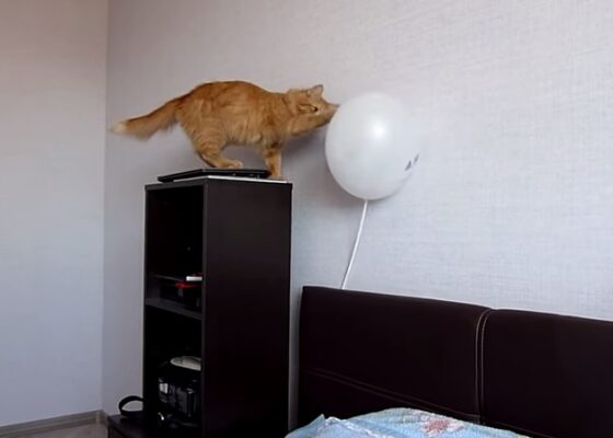 VIDEO LOL | Pisica asta a aflat de ce nu e bine să te joci cu baloanele :))