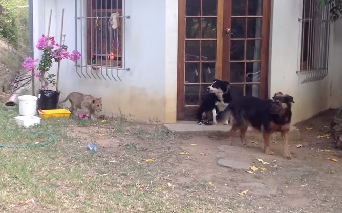 VIDEO | Un pui de leu sperie doi câini „like a boss” :))