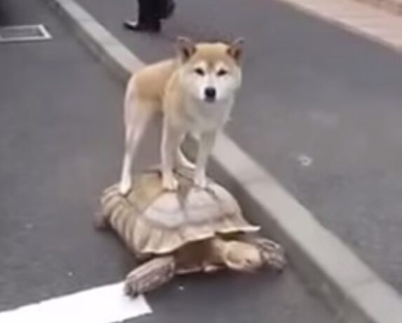 Acesta-i cel mai leneş câine din lume. Se dă cu broasca ţestoasă :)