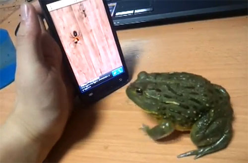 VIDEO LOL: Aşa enervăm o broască