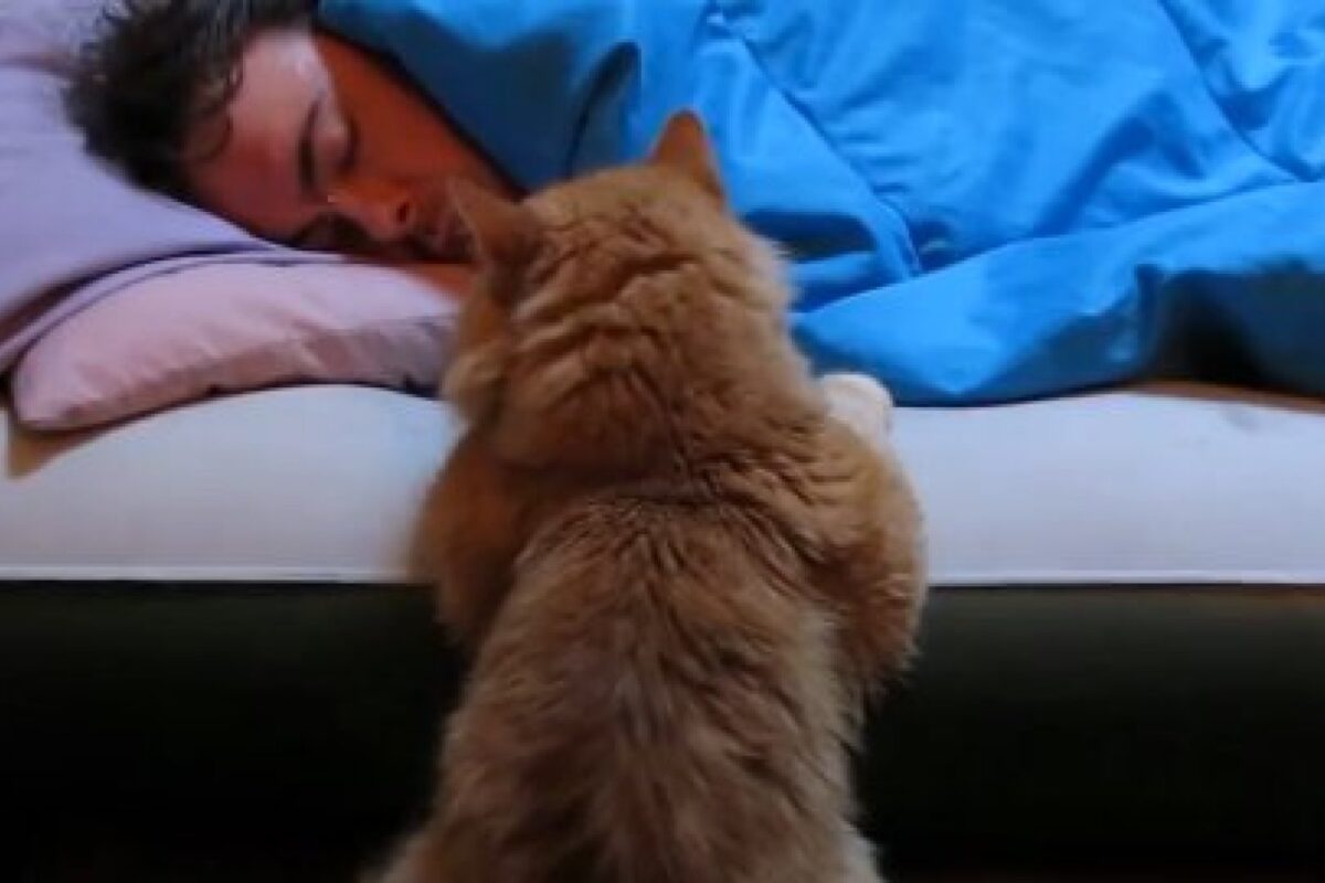 VIDEO FRUMI: Pisicile sunt cele mai bune „alarme” de dimineaţă