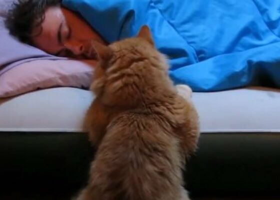 VIDEO FRUMI: Pisicile sunt cele mai bune “alarme” de dimineaţă