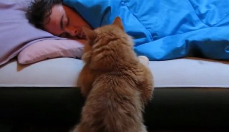 VIDEO FRUMI: Pisicile sunt cele mai bune „alarme” de dimineaţă