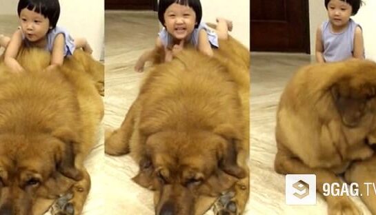 VIDEO FRUMI: Un mastiff tibetan şi un copil ne oferă imaginile săptămânii