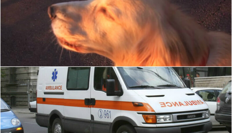 VIDEO LOL | Câinele ăsta crede că e o… ambulanţă! :))