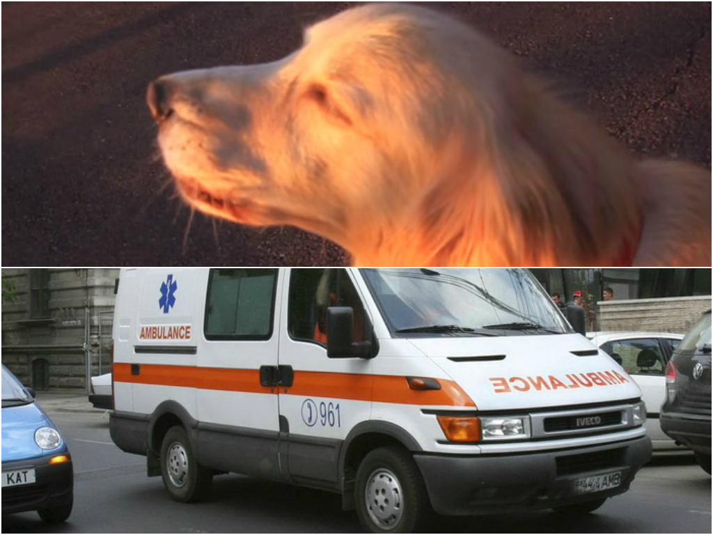 VIDEO LOL | Câinele ăsta crede că e o… ambulanţă! :))