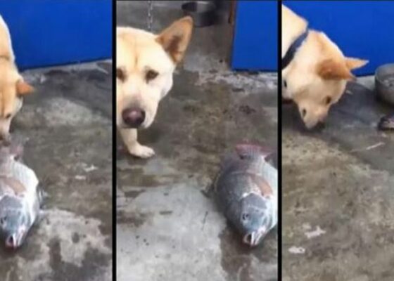 VIDEO OMG: Imagini emoţionante! Un căţel încearcă să salveze nişte peşti!