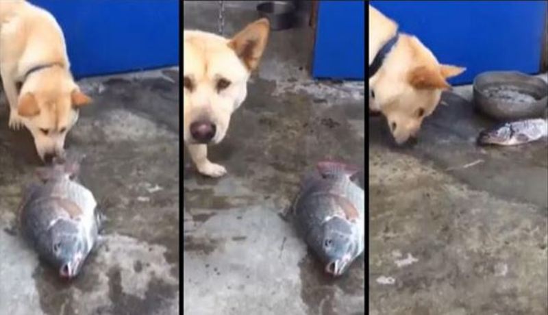 VIDEO OMG: Imagini emoţionante! Un căţel încearcă să salveze nişte peşti!