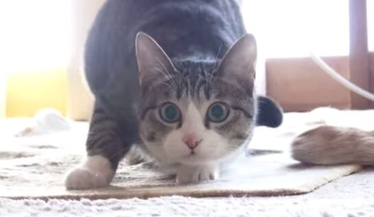 VIDEO LOL: O pisică dansează pe piesa „Wiggle”! E incredibil de funny!