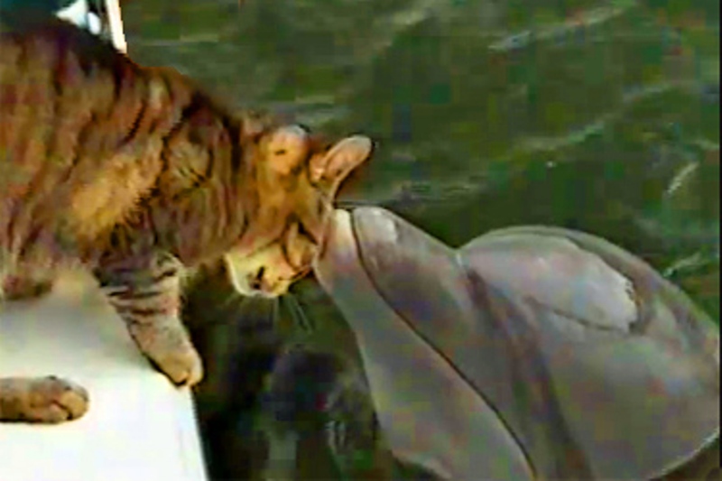 VIDEO BETON: O pisică se joacă cu nişte delfini! Vezi cât de FRUMI e momentul!