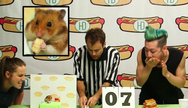 Bătălia secolului. Cine crezi că mănâncă cei mai mulţi hotdogi? Hamsterul sau omul?