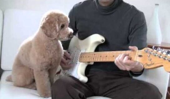 VIDEO FRUMI: Un căţel cântă la chitară! Uite cât de fascinat e de instrument!