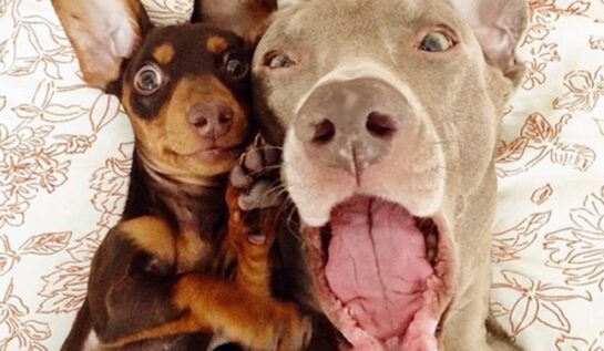 FOTO LOL! 10 selfie-uri super funny cu animale