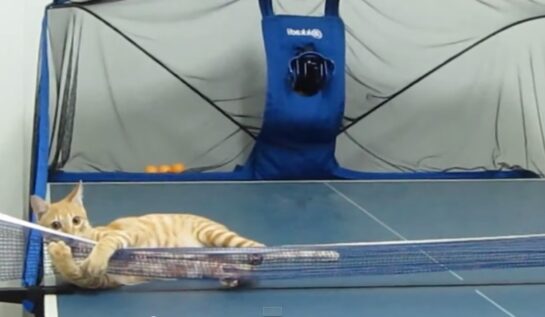 VIDEO LOL | Pisica asta joacă ping-pong mai bine decât tine!