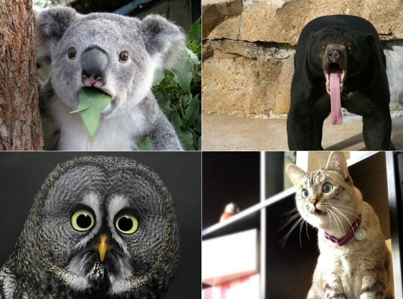 LOOOL! TOP 10 cele mai uimite animale din lume