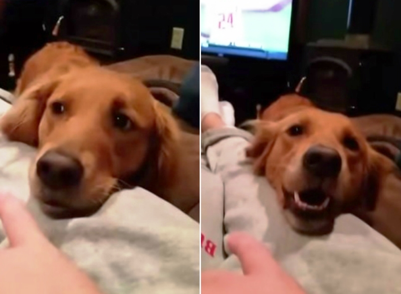 VIDEO LOL | Nu ai văzut un câine mai ciudat ca acesta!