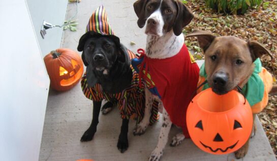 VIDEO FRUMI: Cum să-ți costumezi câinele de Halloween