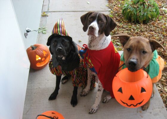 VIDEO FRUMI: Cum să-ți costumezi câinele de Halloween
