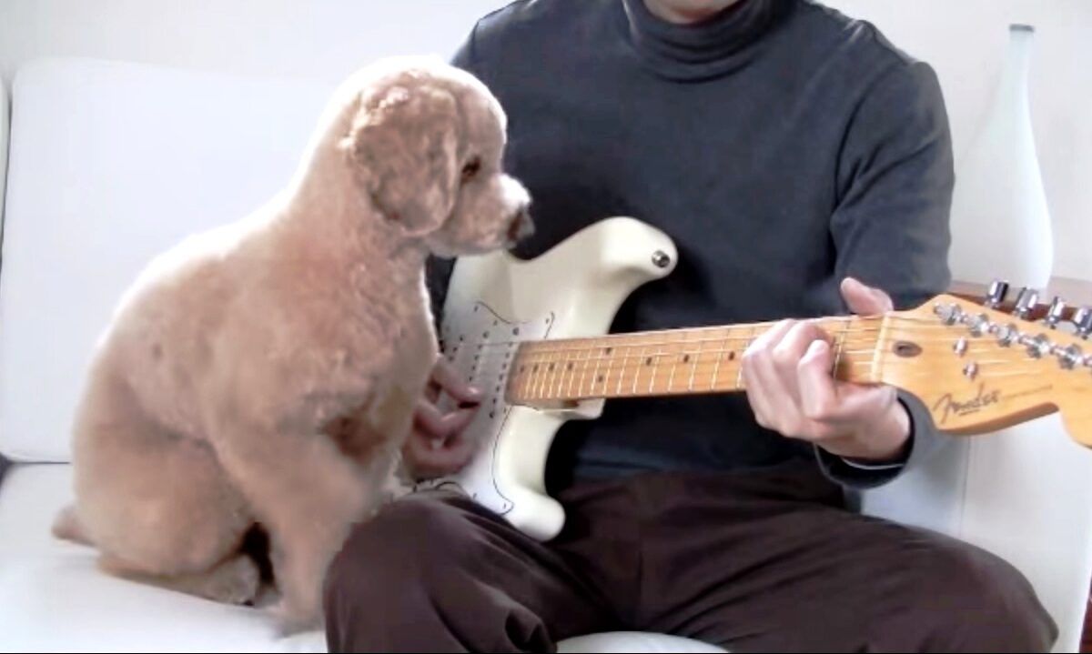 VIDEO FRUMI: uite cum cântă un cățel la chitară!