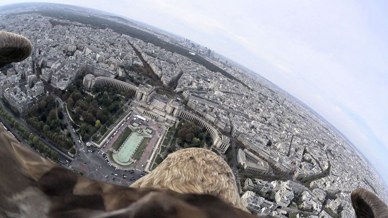 Cum vede un vultur Parisul