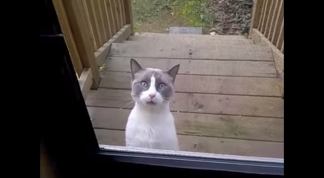 VIDEO OMG!!! Pisica asta chiar vorbeşte!