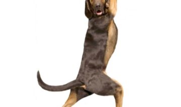 LOL | Un câine dansează mai bine ca oricine pe melodia lui FLO RIDA !