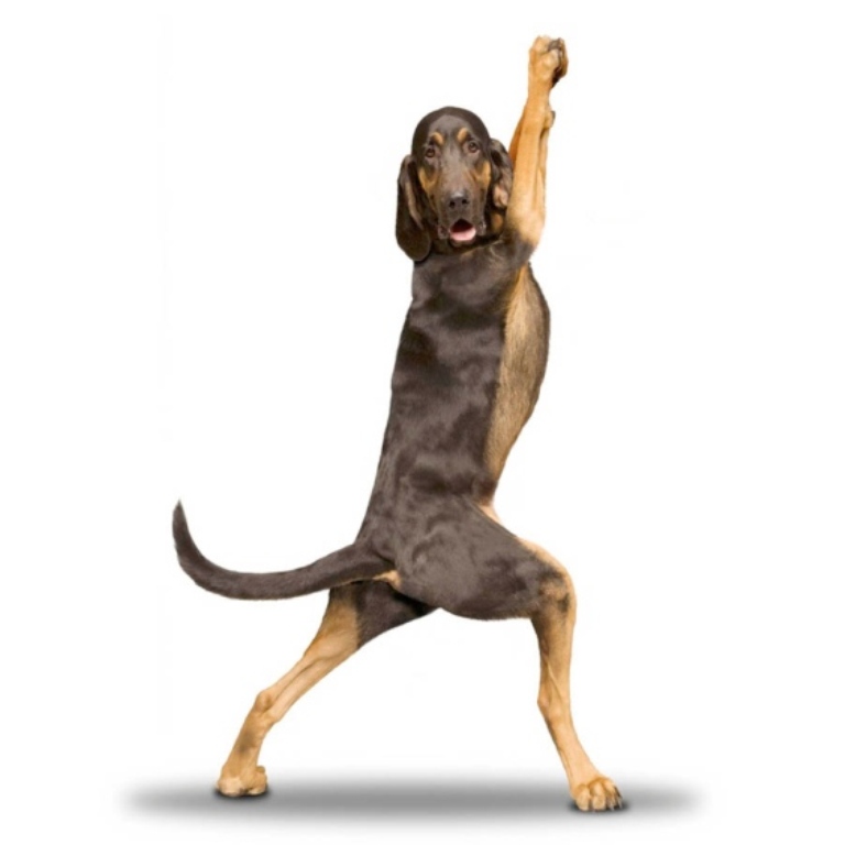 LOL | Un câine dansează mai bine ca oricine pe melodia lui FLO RIDA !
