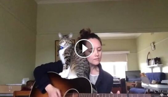 VIDEO | Ăsta e cel mai FRUMI filmuleţ pe care îl vei vedea astăzi! Ea e cea mai romantică pisică!