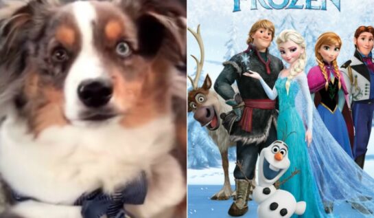 VIRALUL ZILEI | El e cel mai mare fan-câine al filmului Frozen. Uite cum reacţionează când aude „Let It Go”!