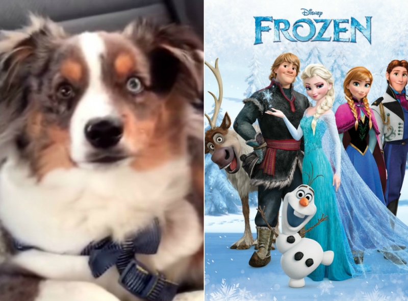 VIRALUL ZILEI | El e cel mai mare fan-câine al filmului Frozen. Uite cum reacţionează când aude „Let It Go!