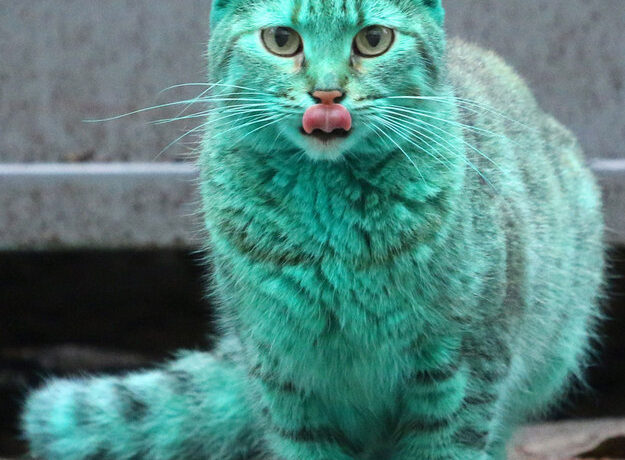 FOTO OMG | Nu e Photoshop! Pisica acesta chiar e verde!
