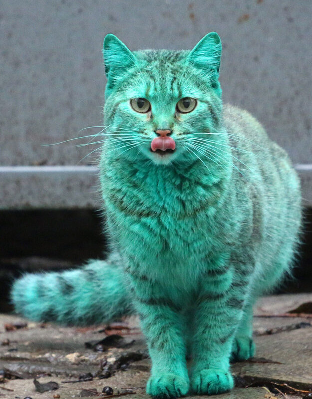 FOTO OMG | Nu e Photoshop! Pisica acesta chiar e verde!