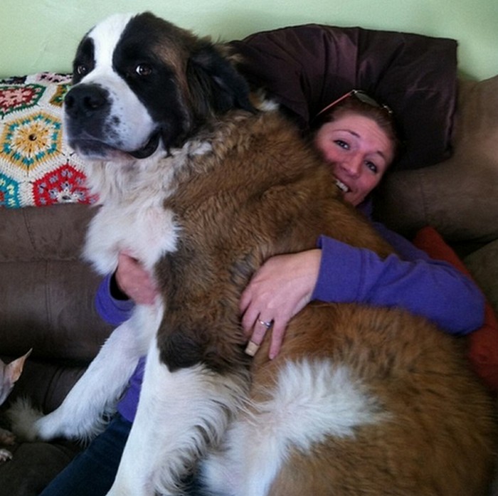 FOTO FRUMI | 15 câini gigant care se cred încă puiuți
