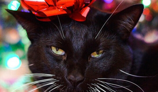 FOTO LOL | 9 pisici grinch care nu cred în Moș Crăciun