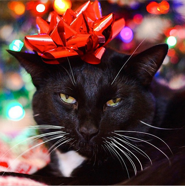 FOTO LOL | 9 pisici grinch care nu cred în Moș Crăciun