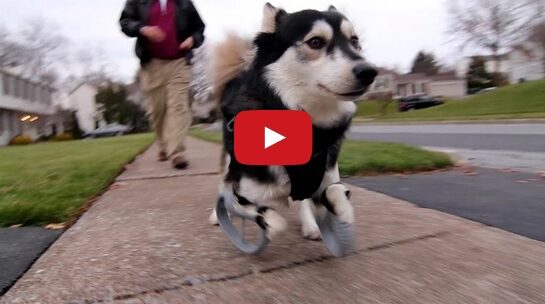 VIDEO | Un husky fără picioare a primit cel mai frumos cadou de Crăciun!