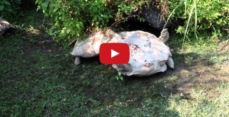 VIRALUL ZILEI | Dragoste de ţestoasă. Uite cum îşi ajută prietenul să se ridice!