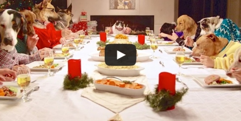 VIDEO LOL | Câinii și pisica stau la masă și mănâncă la fel ca oamenii!