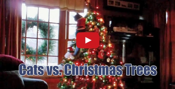 VIDEO LOL | A început războiul! Pisici vs. brazi. Cine câştigă?