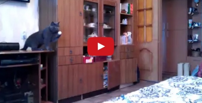 VIDEO LOL | Pisica asta joacă Ping Pong mai bine ca tine!