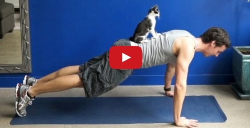 VIDEO LOL | Pisicile adoră să facă fitness