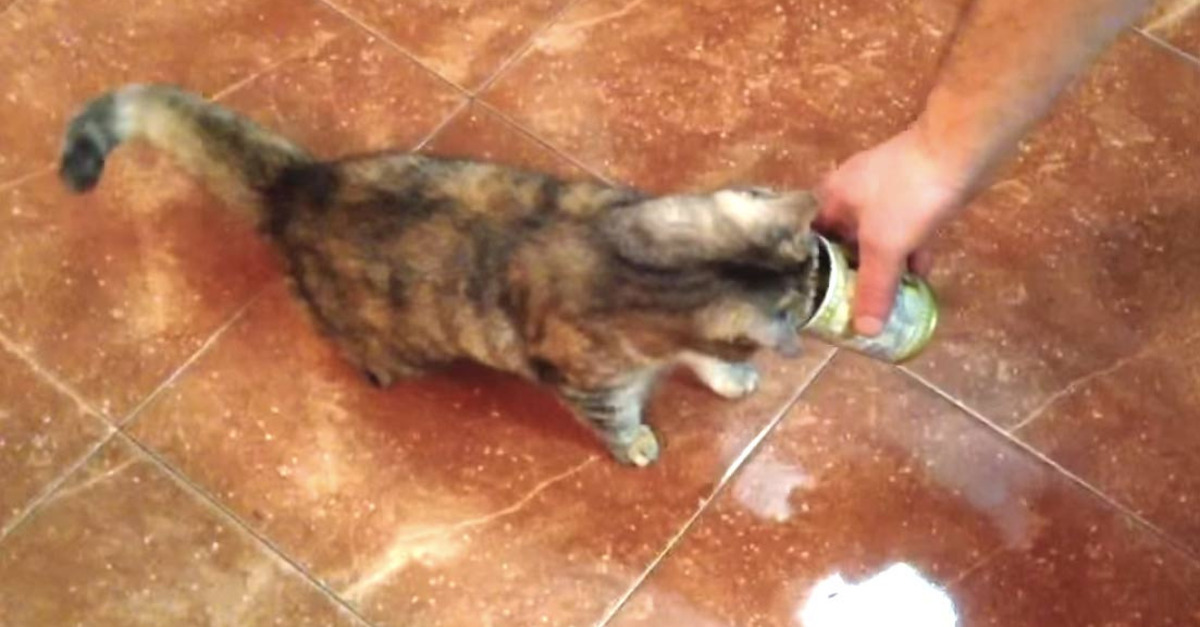 VIDEO LOL | Pisica asta înnebuneşte când miroase măsline. Reacţia ei îţi va face ziua mai frumoasă!